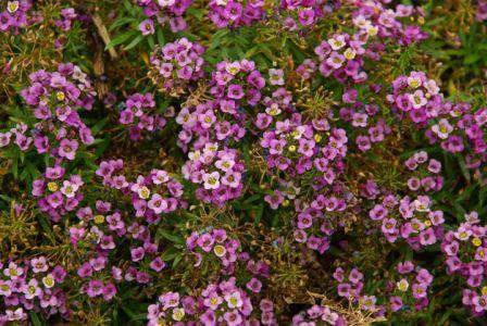 Sweet Alyssum, Royal Carpet Lobularia maritima (violet)